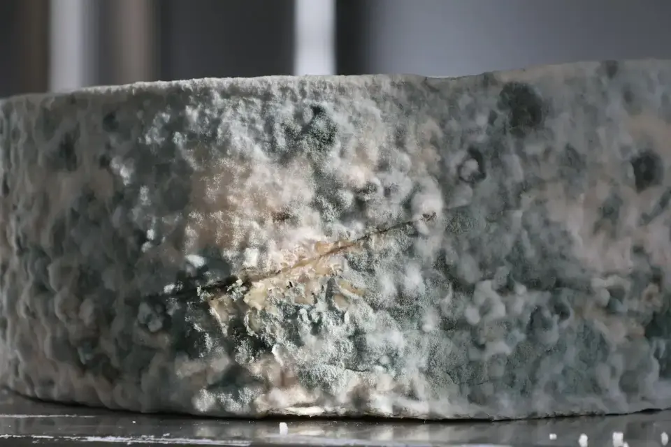 The Danger of Hidden Mold & High Spore Counts — Redmond